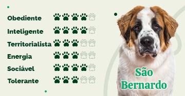 São Bernardo: características, cuidados e curiosidades do cachorro, Pet  Liberal