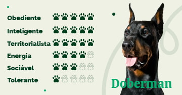 Conheça o Doberman