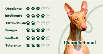 Pharaoh Hound