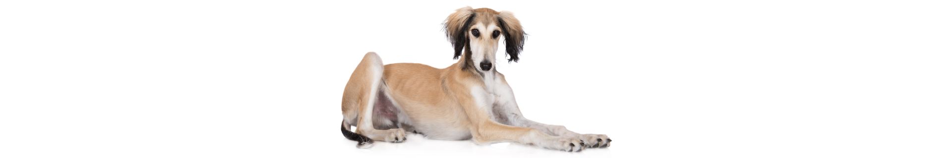 Saluki