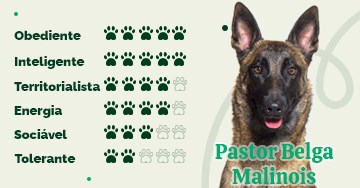 Conheça o Pastor Belga de Malinois