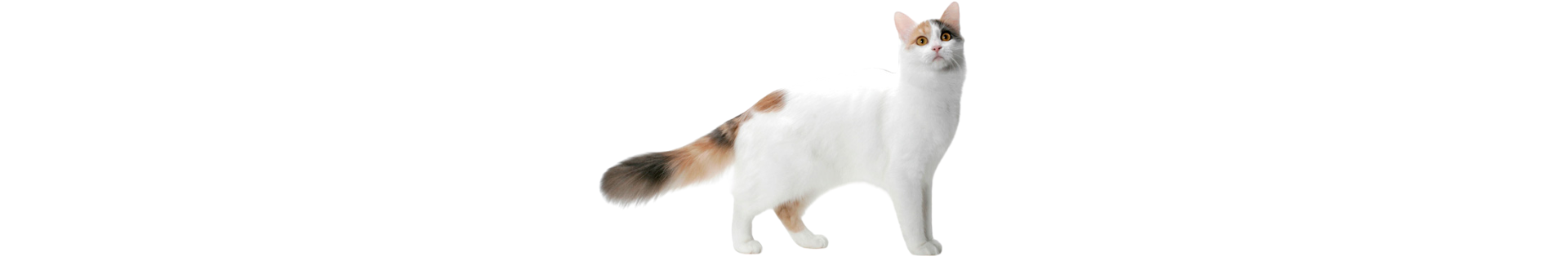 Turkish Van