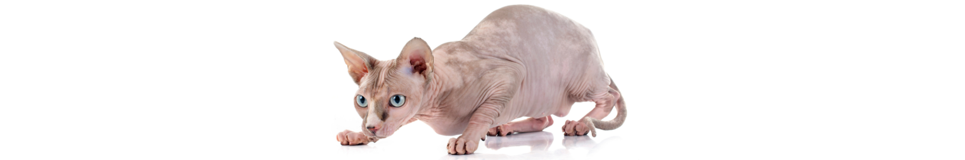 Sphynx