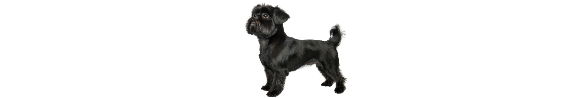 Affenpinscher