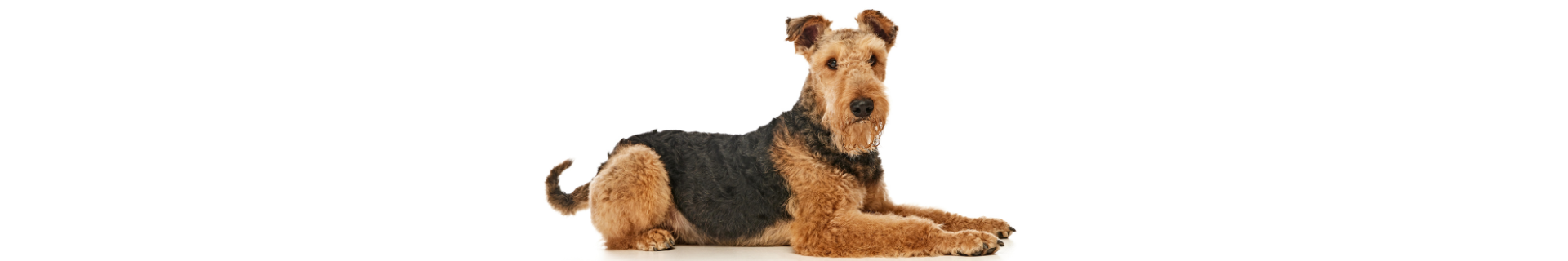 Airedale Terrier