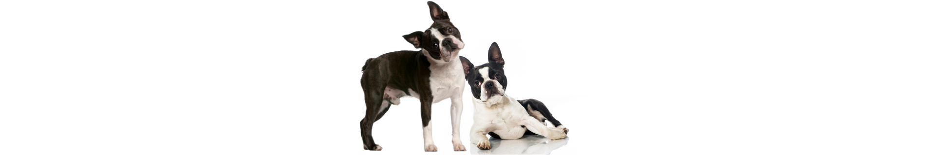 Boston Terrier