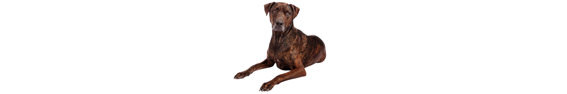 Plott Hound