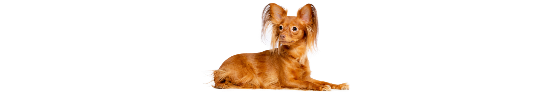 Russian Toy Terrier