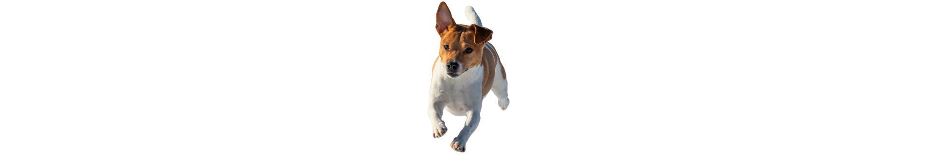 Danish-Swedish Farmdog