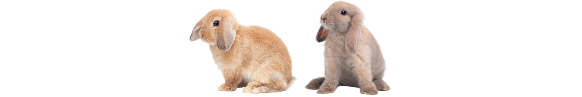 Coelho Holland Lop