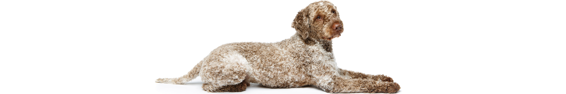 Lagotto Romagnolo