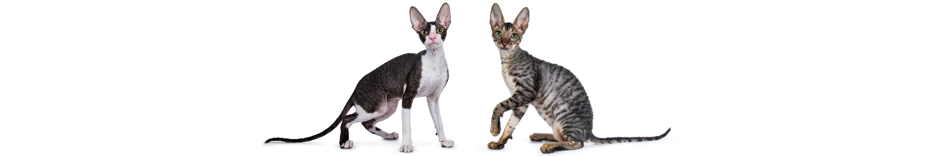 Cornish Rex
