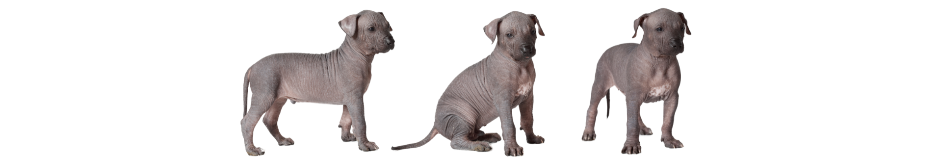 Xoloitzcuintle