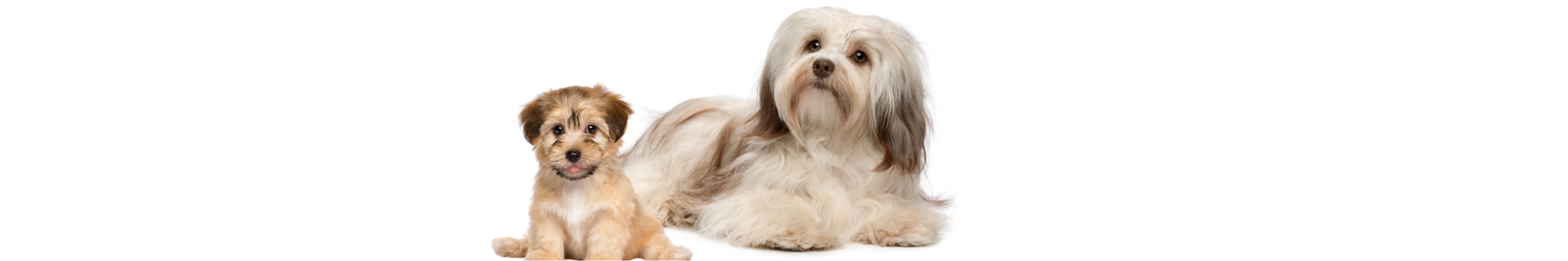 Bichon Havanês