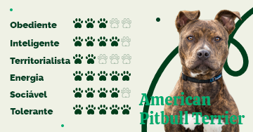 American PitBull Terrier