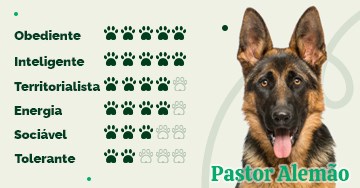 Pastor-alemão é também conhecido como lobo-da-alsácia