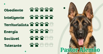 Características do Pastor Alemão - Esse cão é pra você? - Portal do Dog