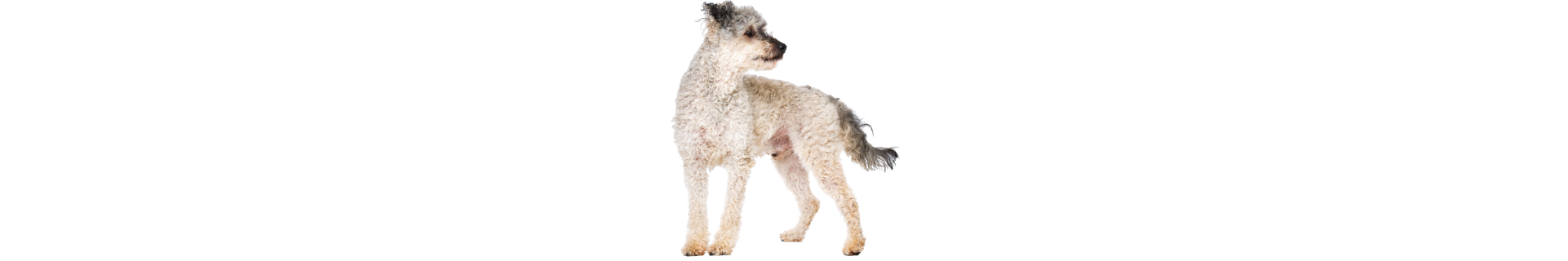 Pumi
