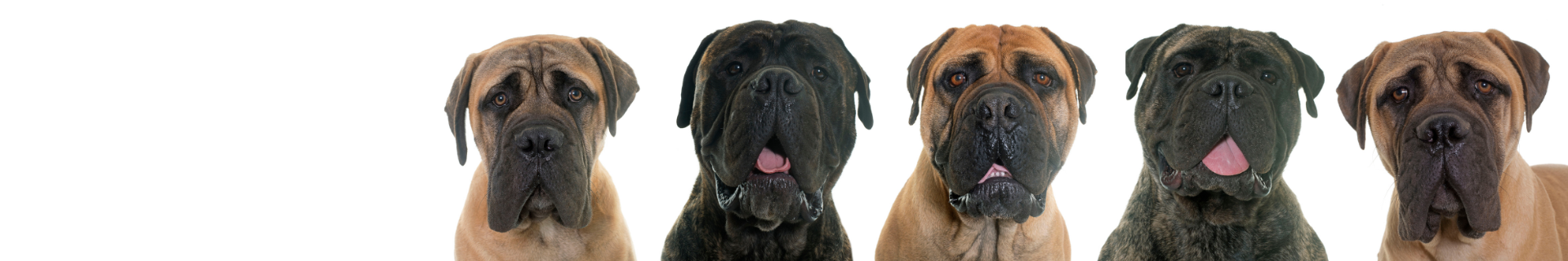 Bullmastiff