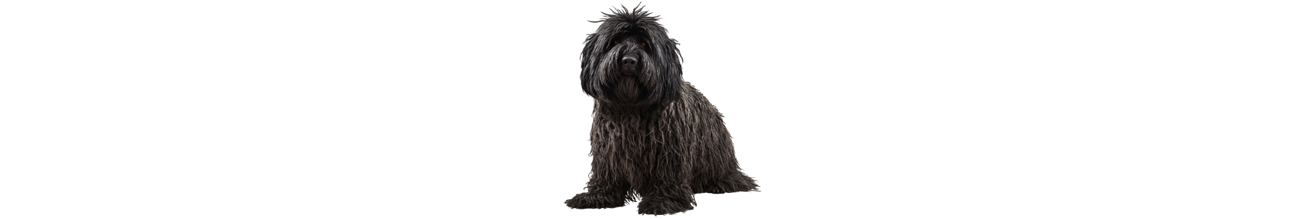 Puli