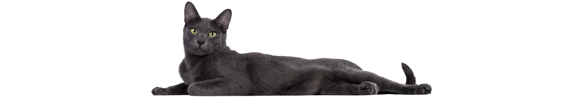 Korat