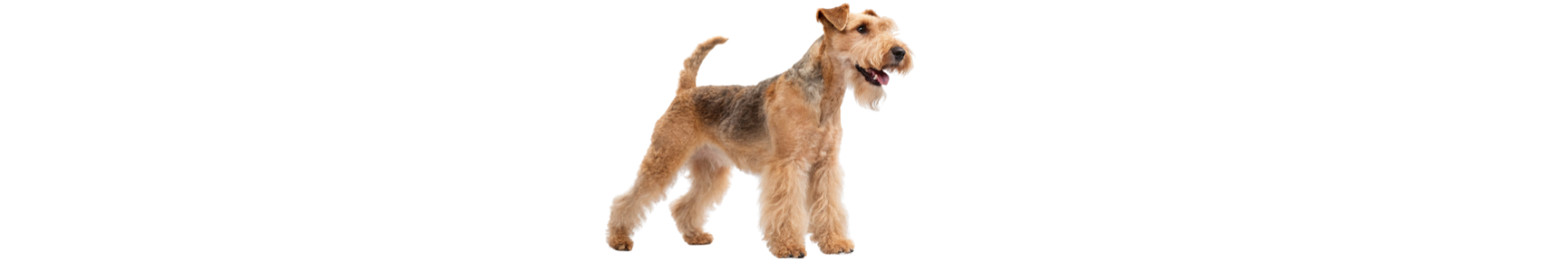 Lakeland Terrier