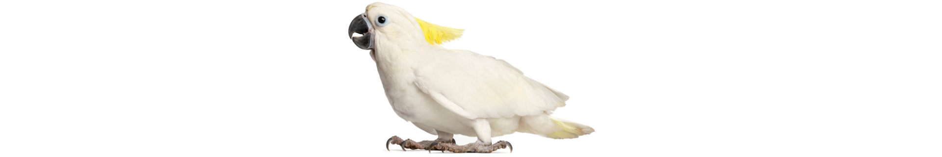 Cacatua