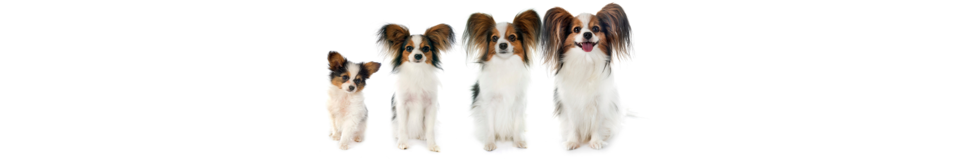 Papillon