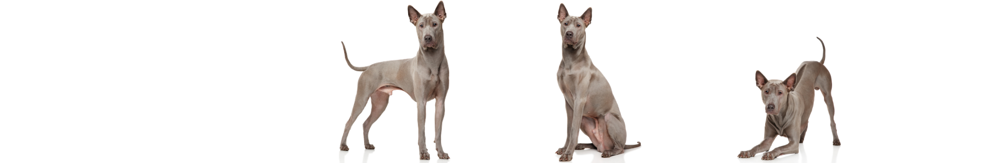 Ridgeback Tailandês