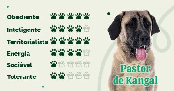 Conheça as 25 das maiores raças de cães do mundo e algumas de suas