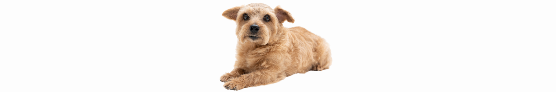Norfolk Terrier