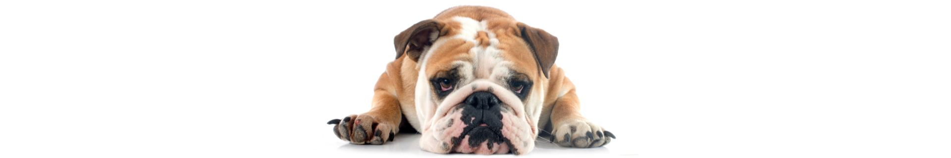 Bulldog Inglês