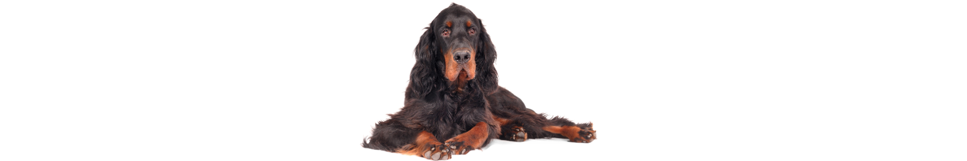 Setter Gordon