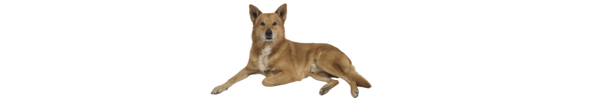 Canaan Dog