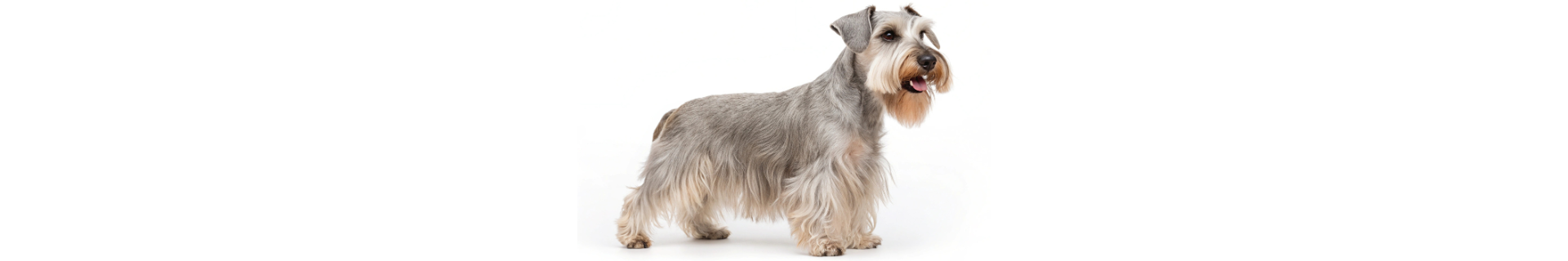 Cesky Terrier