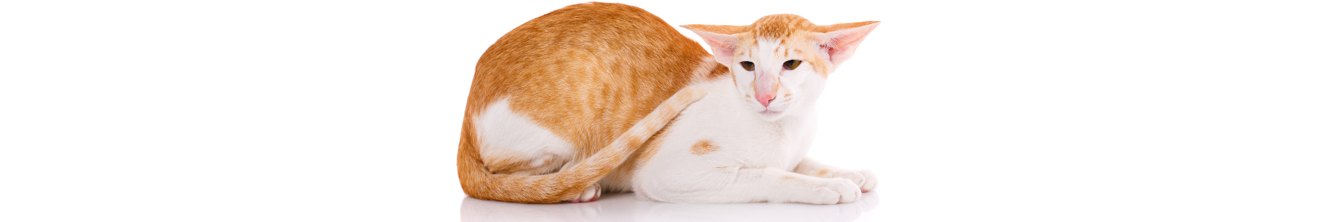 Oriental Shorthair