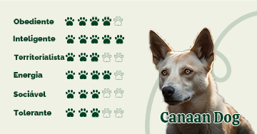 Canaan Dog