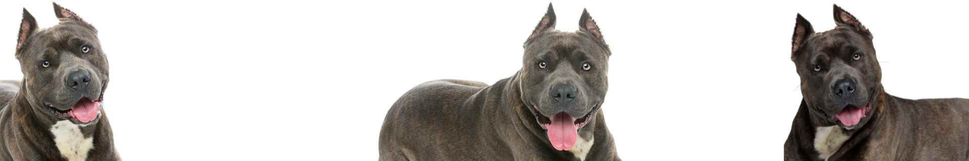 Amstaff