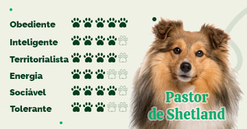 Pastor-de-shetland - Raças de Cães