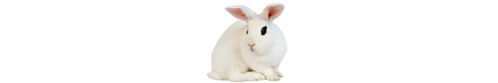 Coelho Hotot