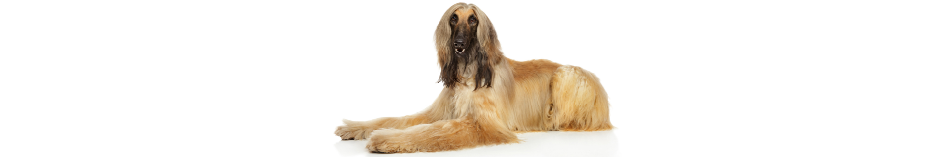 Galgo Afegão