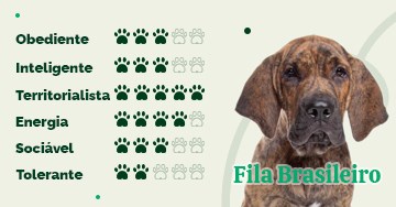 Fila Brasileiro: conheça as características desse cão