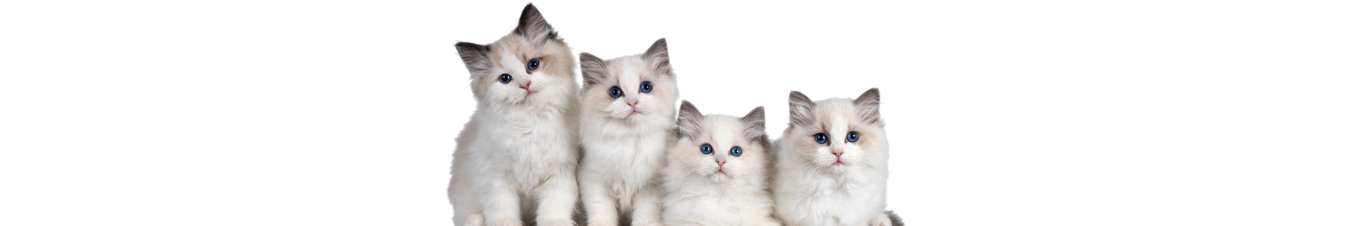 Ragdoll