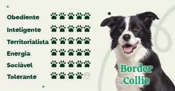 Border Collie: conheça tudo sobre a raça