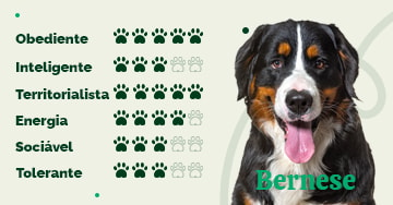 Bernese - Raças de Cães, Informações sobre Cães da Raça Bernese