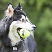 Bola Kong Squeakair Tennis Ball Bulk M para Cães