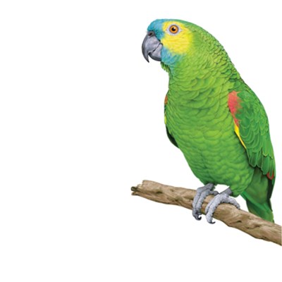 Ração Nutrópica para Papagaios Extrusada com Frutas 1,2 kg