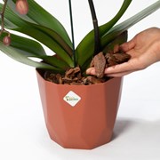 Substrato para Orquídeas Premium Wert Garden 500g
