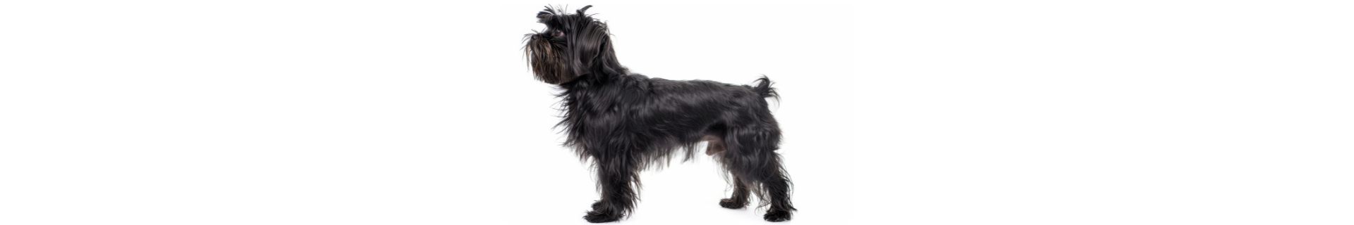 Affenpinscher