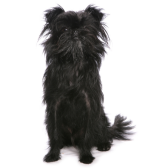 Affenpinscher